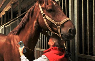 SCENAR-Anwendung bei Pferden
